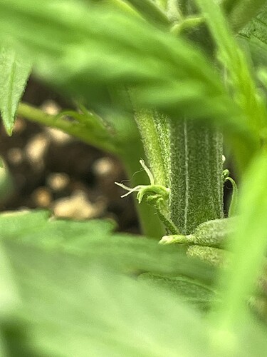 Growreport Bild 53