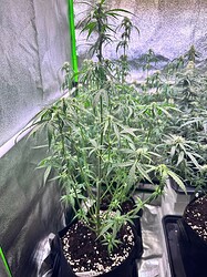 Growreport Bild 7