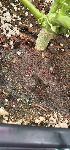 Growreport Bild 5