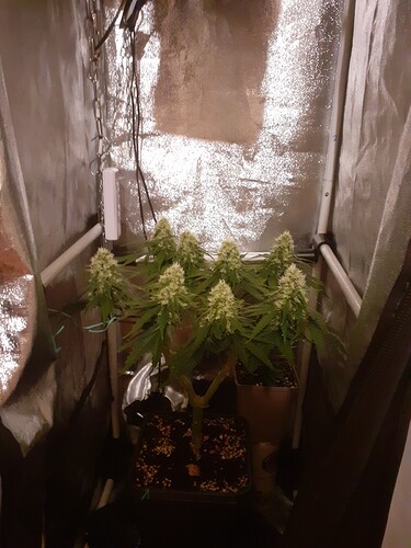 Growreport Bild 166