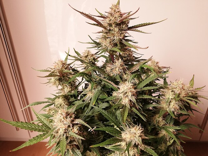 Mimosa_231224-6