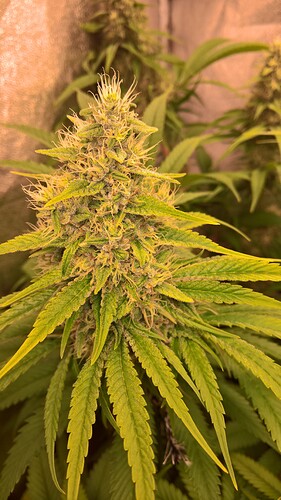 Growreport Bild 5