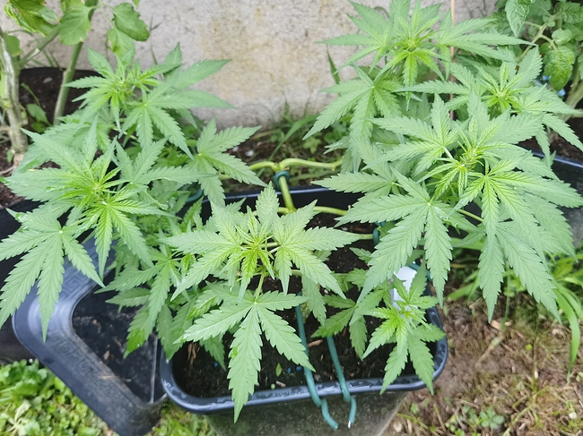 Growreport Bild 4