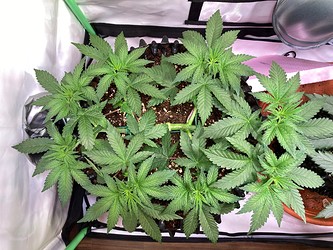 Growreport Bild 4
