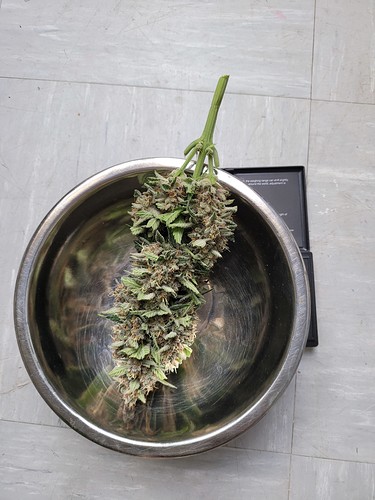 Growreport Bild 5