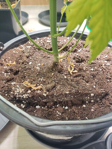 Growreport Bild 3