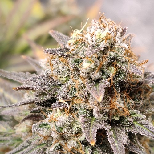 Growreport Bild 28