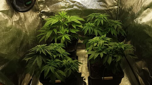 Growreport Bild 3