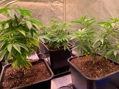 Growreport Bild 4