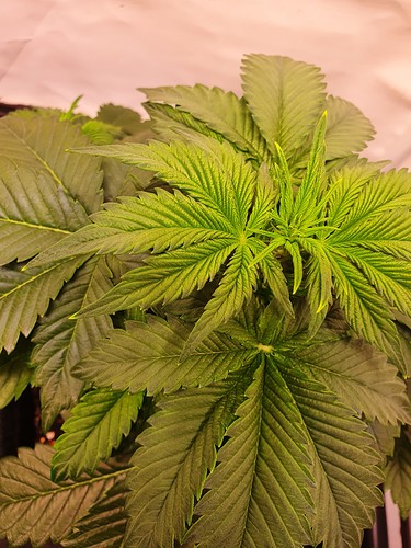 Growreport Bild 12