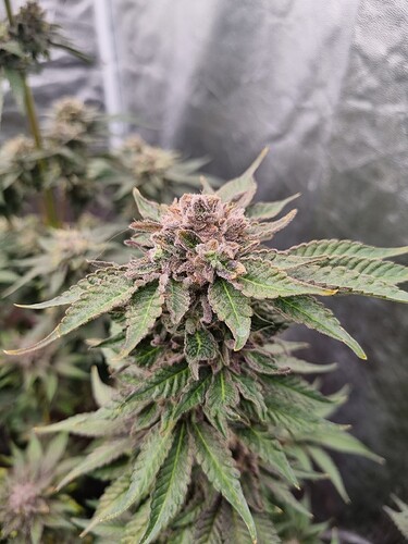 Growreport Bild 22