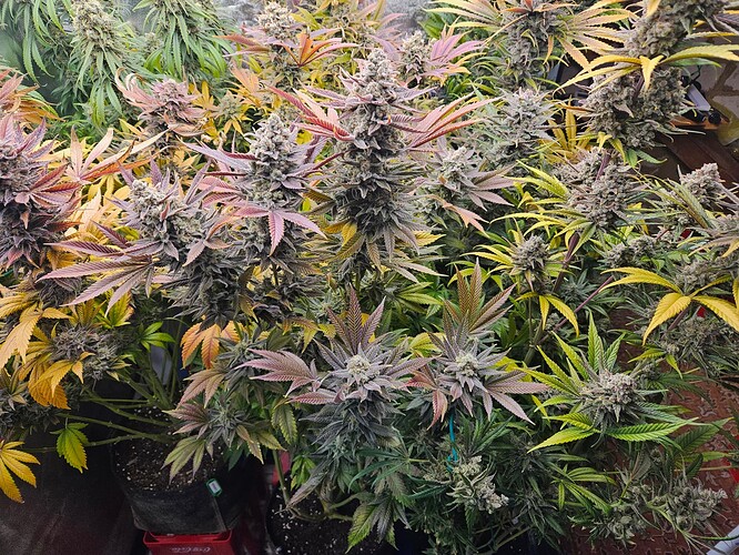 Growreport Bild 4