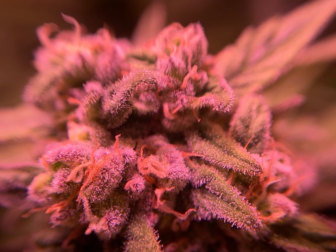 Growreport Bild 32