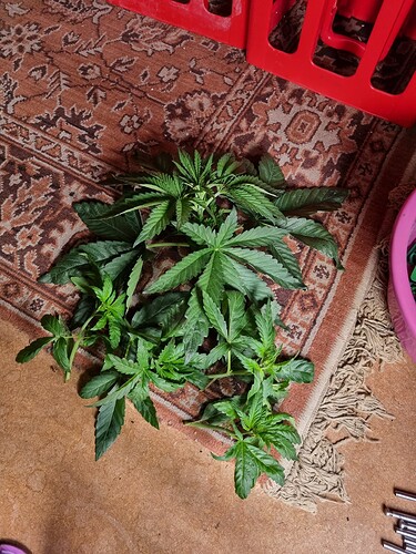 Growreport Bild 18
