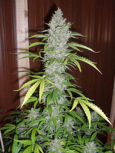 Growreport Bild 10