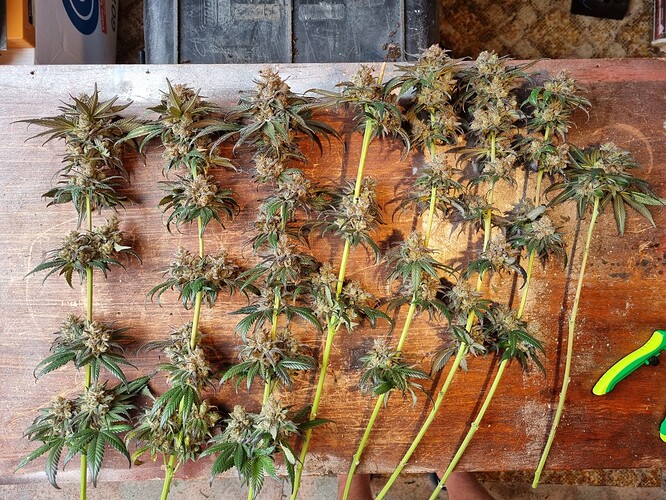Growreport Bild 29