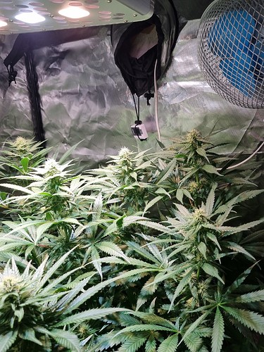 Growreport Bild 29