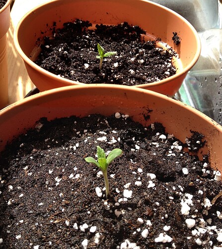 Growreport Bild 58