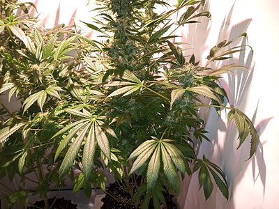 Growreport Bild 3