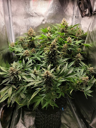 Growreport Bild 1