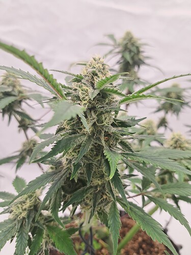 Growreport Bild 10