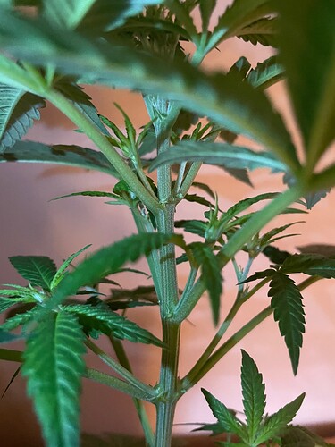 Growreport Bild 6