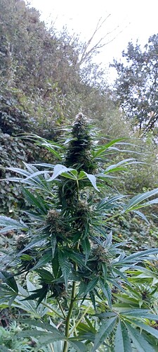 Growreport Bild 2