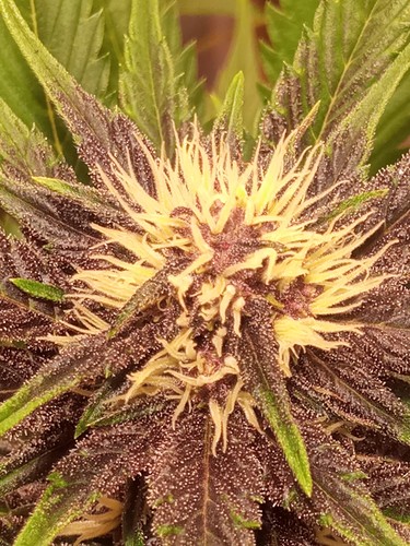 Growreport Bild 17
