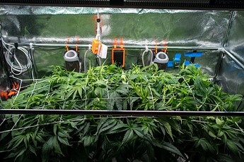 Growreport Bild 18
