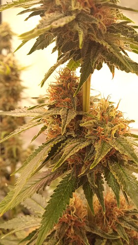 Growreport Bild 1
