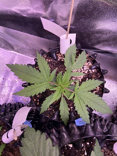 Growreport Bild 21