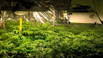 Growreport Bild 2