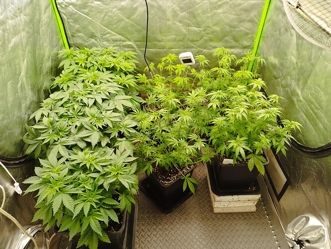 Growreport Bild 5