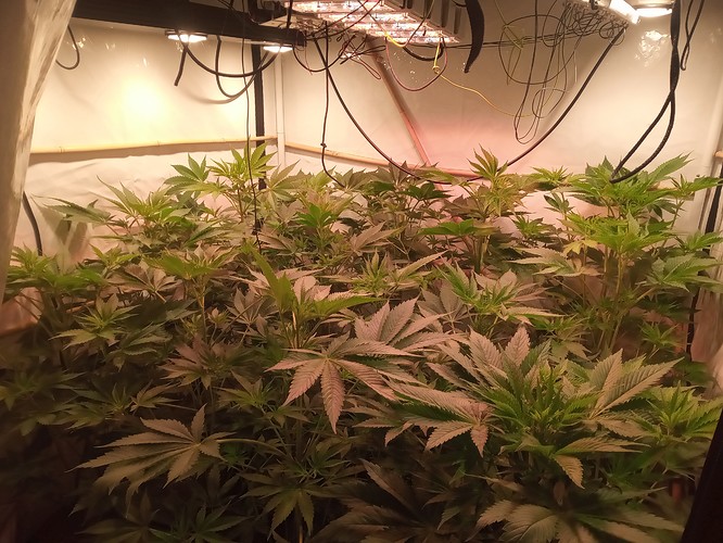 Growreport Bild 3