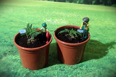 Growreport Bild 18