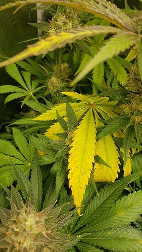Growreport Bild 5