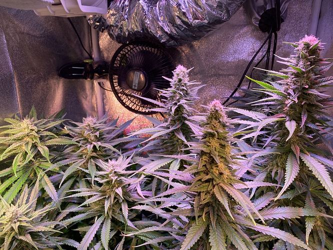 Growreport Bild 19