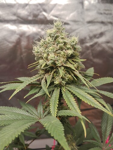 Growreport Bild 5