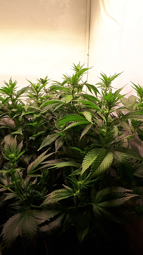 Growreport Bild 2
