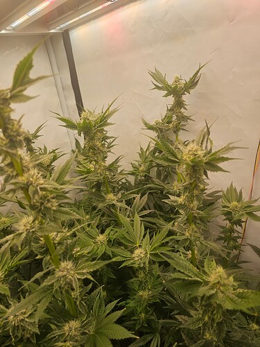 Growreport Bild 16