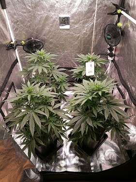 Growreport Bild 1