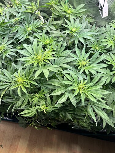 Growreport Bild 21