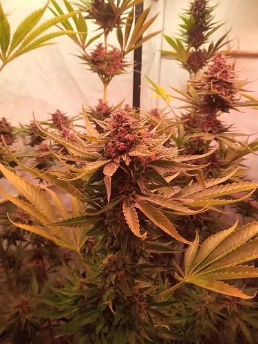 Growreport Bild 26
