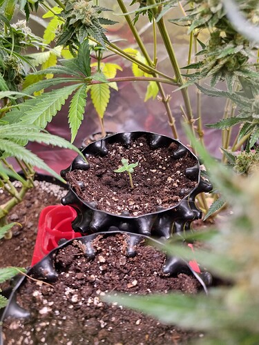 Growreport Bild 17