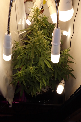 Growreport Bild 2