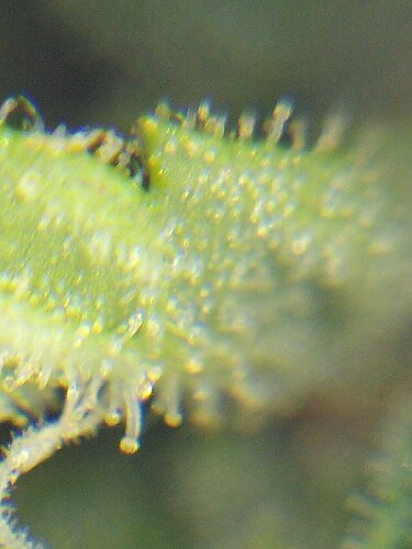 Growreport Bild 29