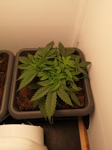 Growreport Bild 4