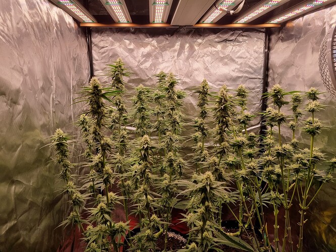 Growreport Bild 9