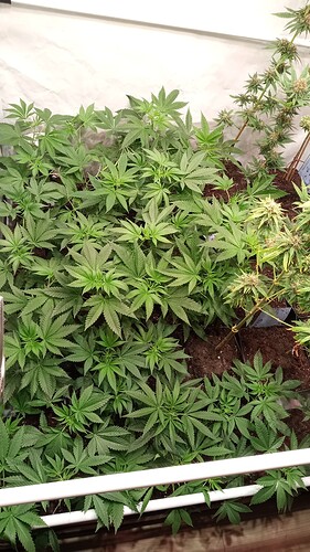 Growreport Bild 24