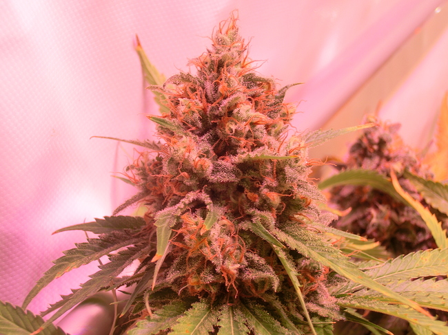Growreport Bild 10